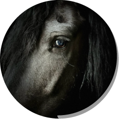 paard Nienke